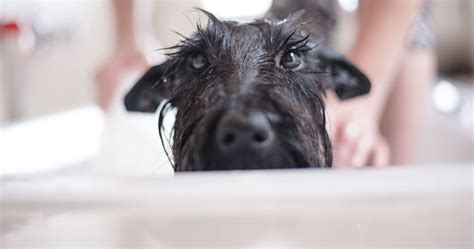 Honden wassen: advies in 7 stappen van een trimmer.